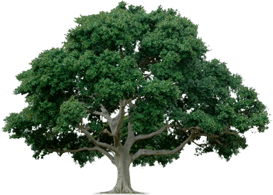 Beyond Buzzwords: Decision Trees
